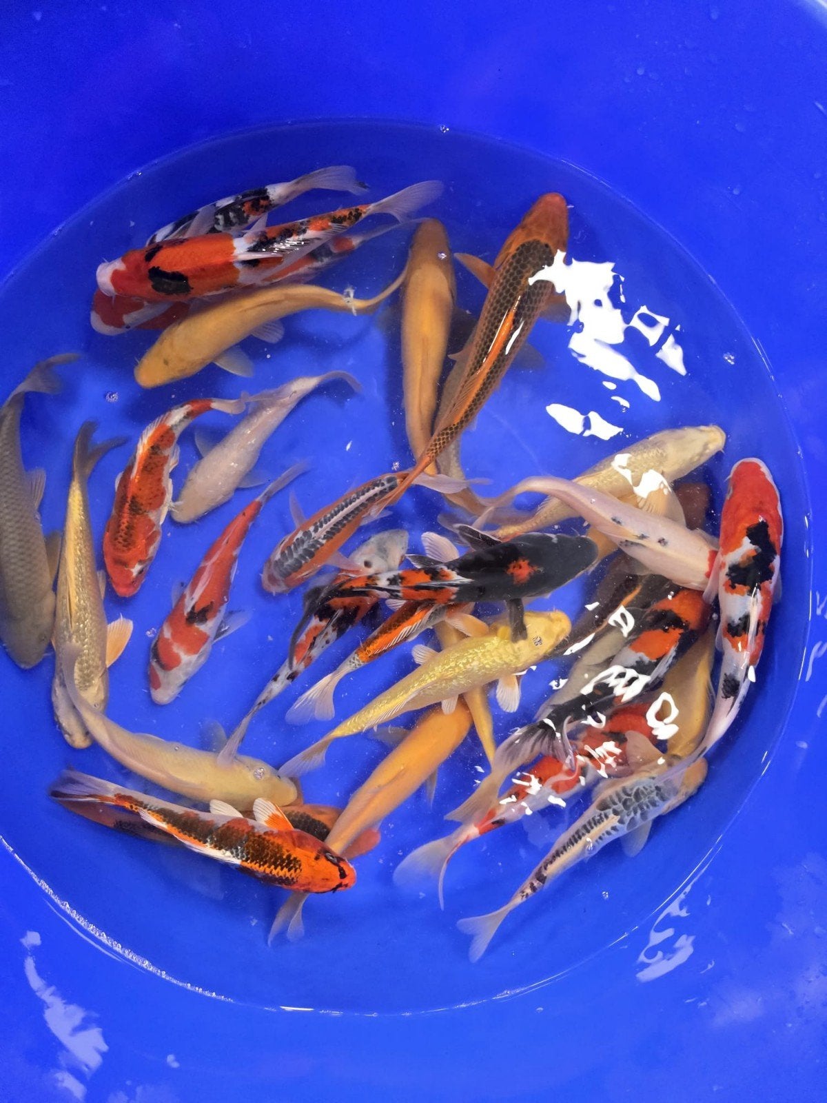 Tosai mix 18-23cm, Karper of Koi