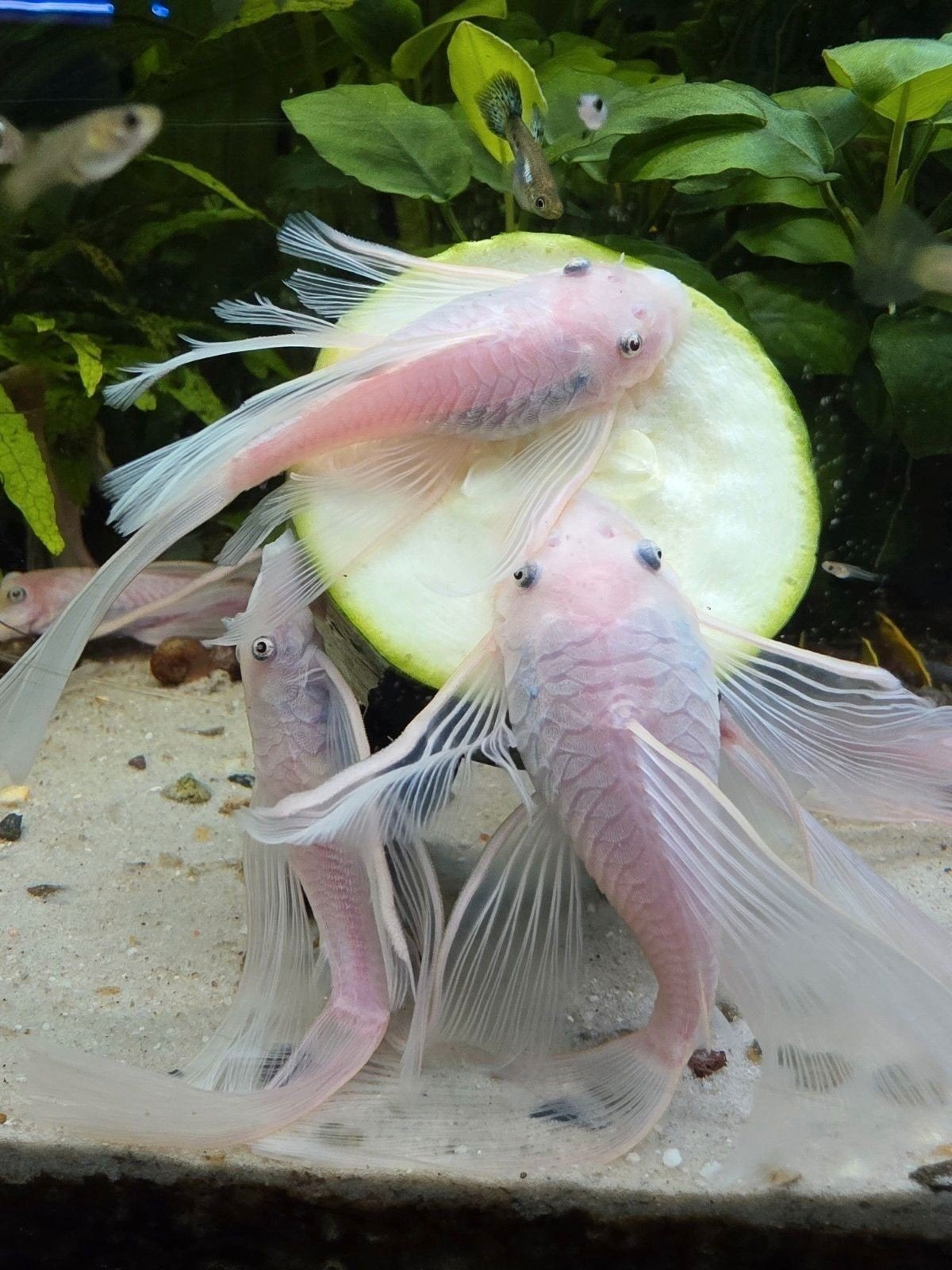 prachtige ancistrus snow White longfin koppel, Vis, Zoetwatervis, Schoolvis