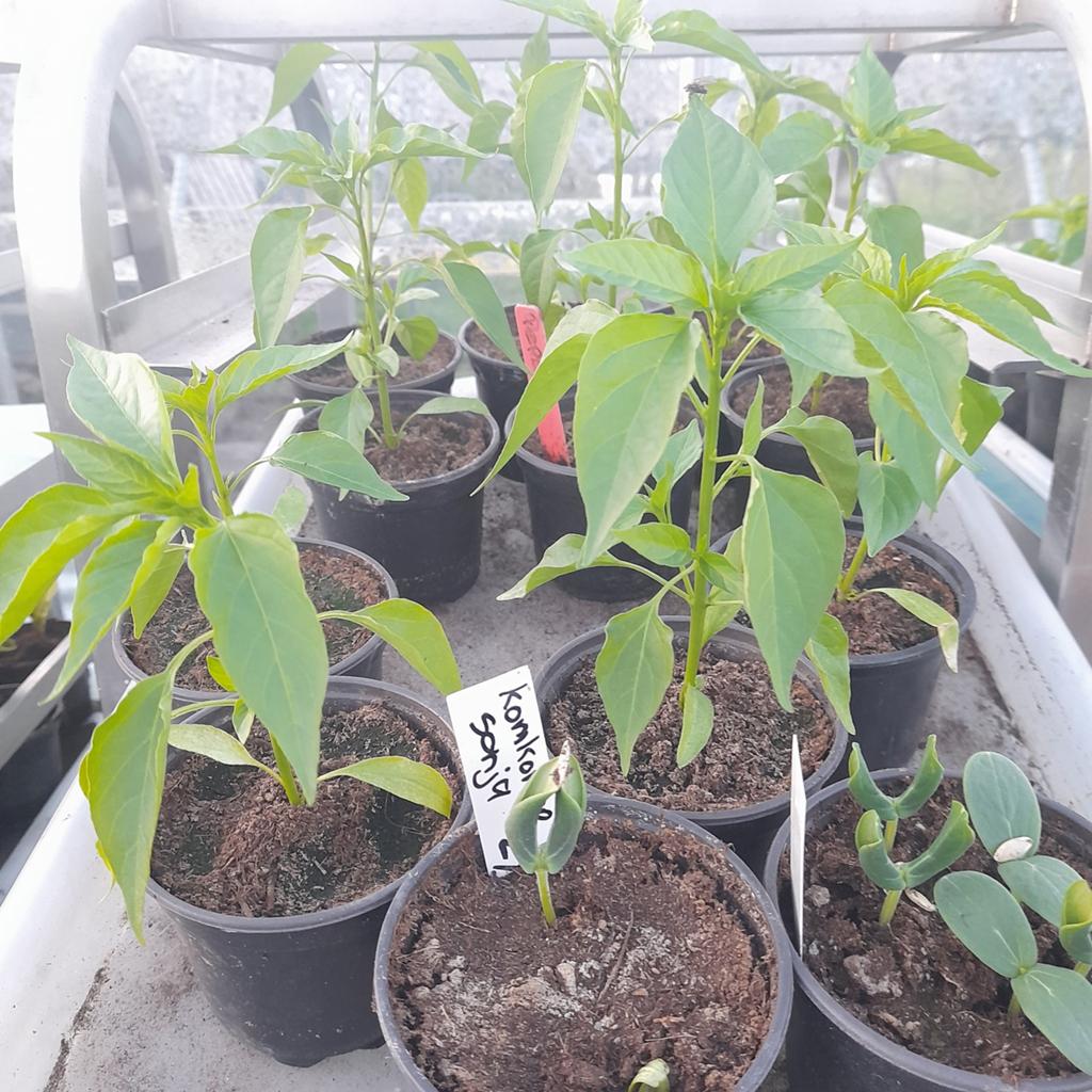 Jonge Puntpaprika & Peper plantjes, Ophalen, Eenjarig, Groenteplanten, Volle zon