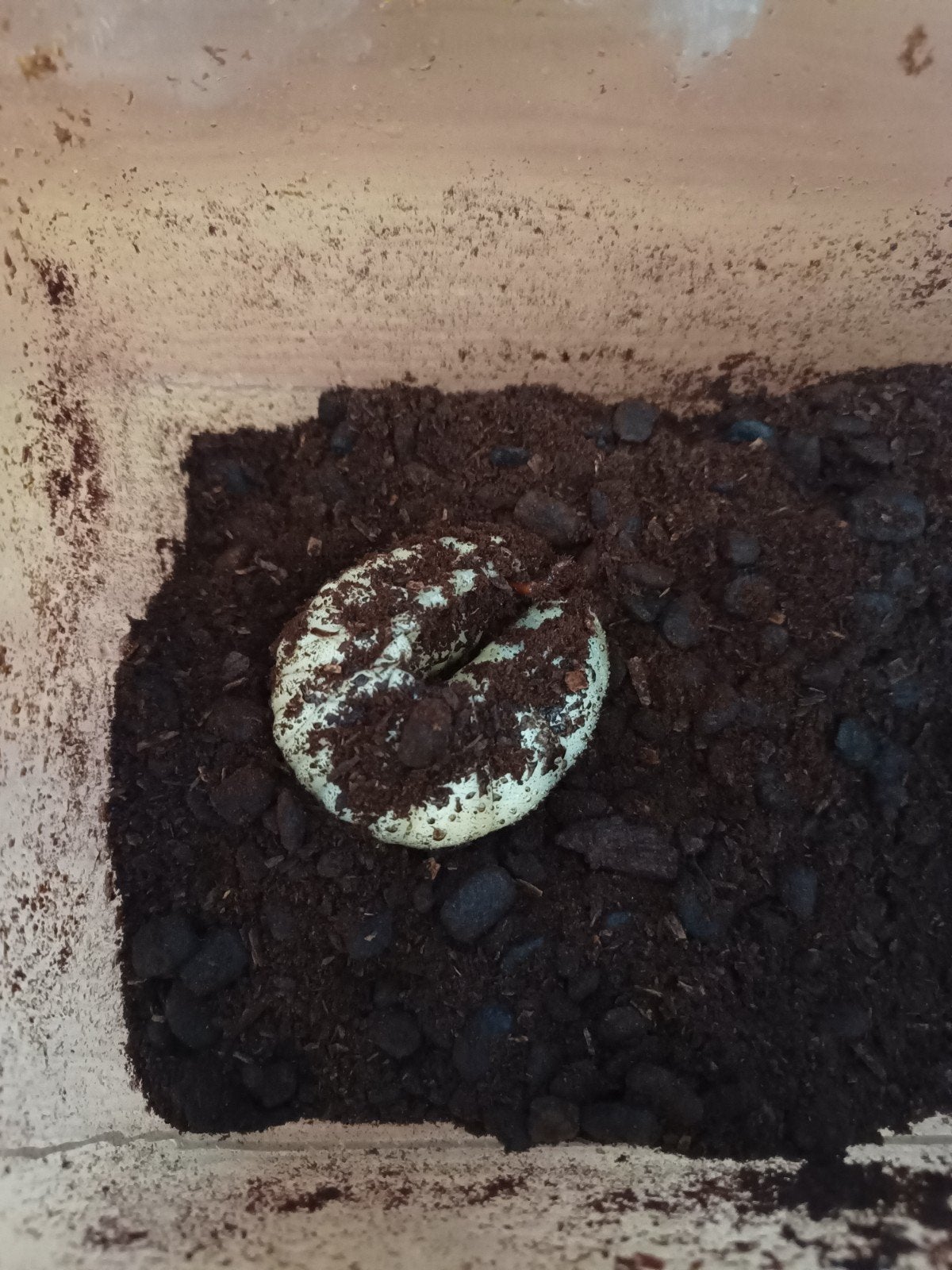 Larve kever Megasoma typhon L3, Dieren en Toebehoren, Overige soorten