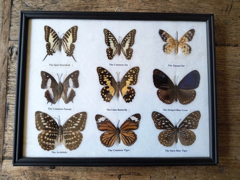 Vlindercollectie in lijst - 33 x 26 cm, Ophalen of Verzenden, Gebruikt, Insect, Opgezet dier