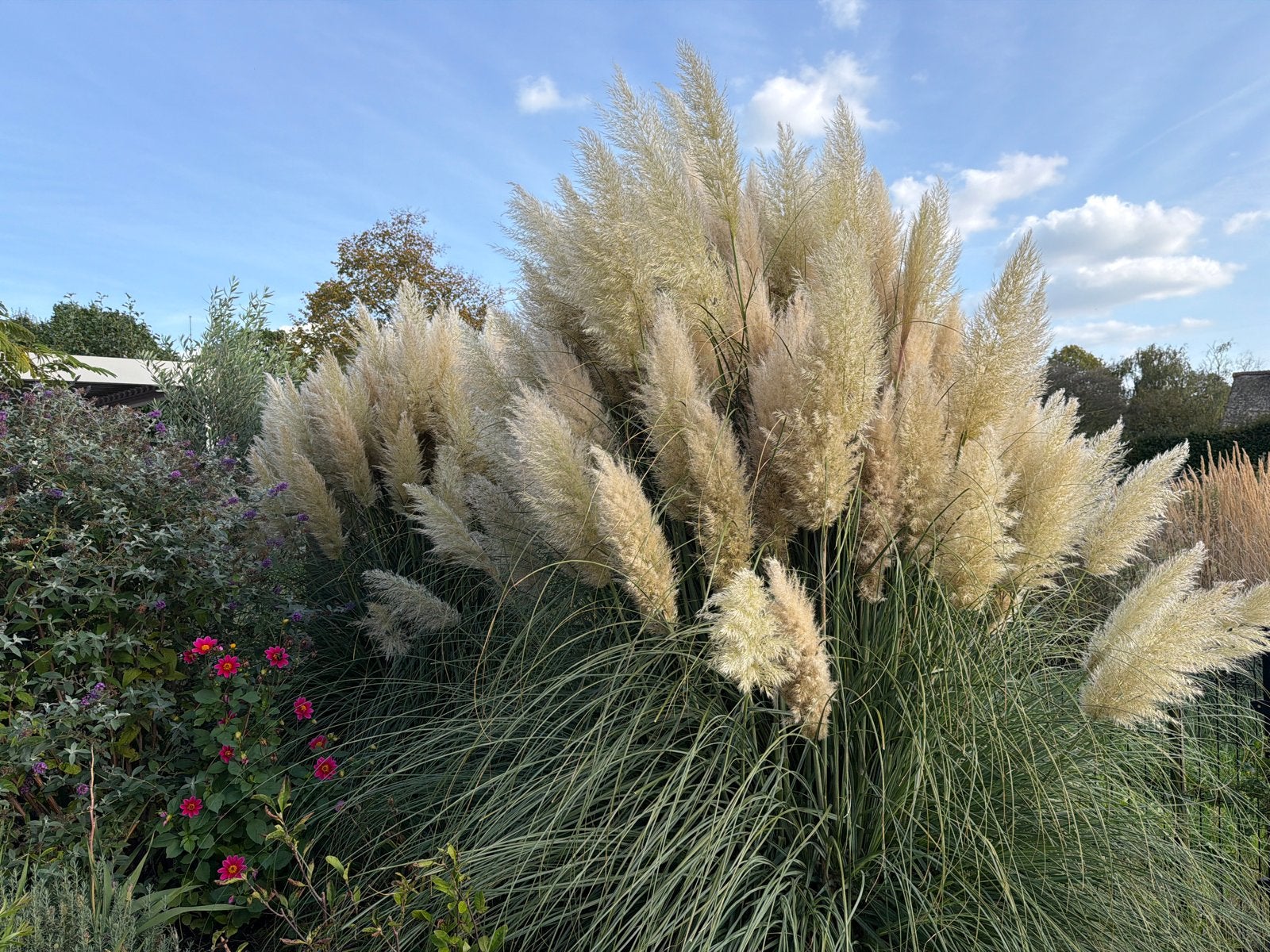 Verse Pampasgras Pluimen uit Eigen Tuin, Ophalen, Volle zon, Vaste plant, Siergrassen
