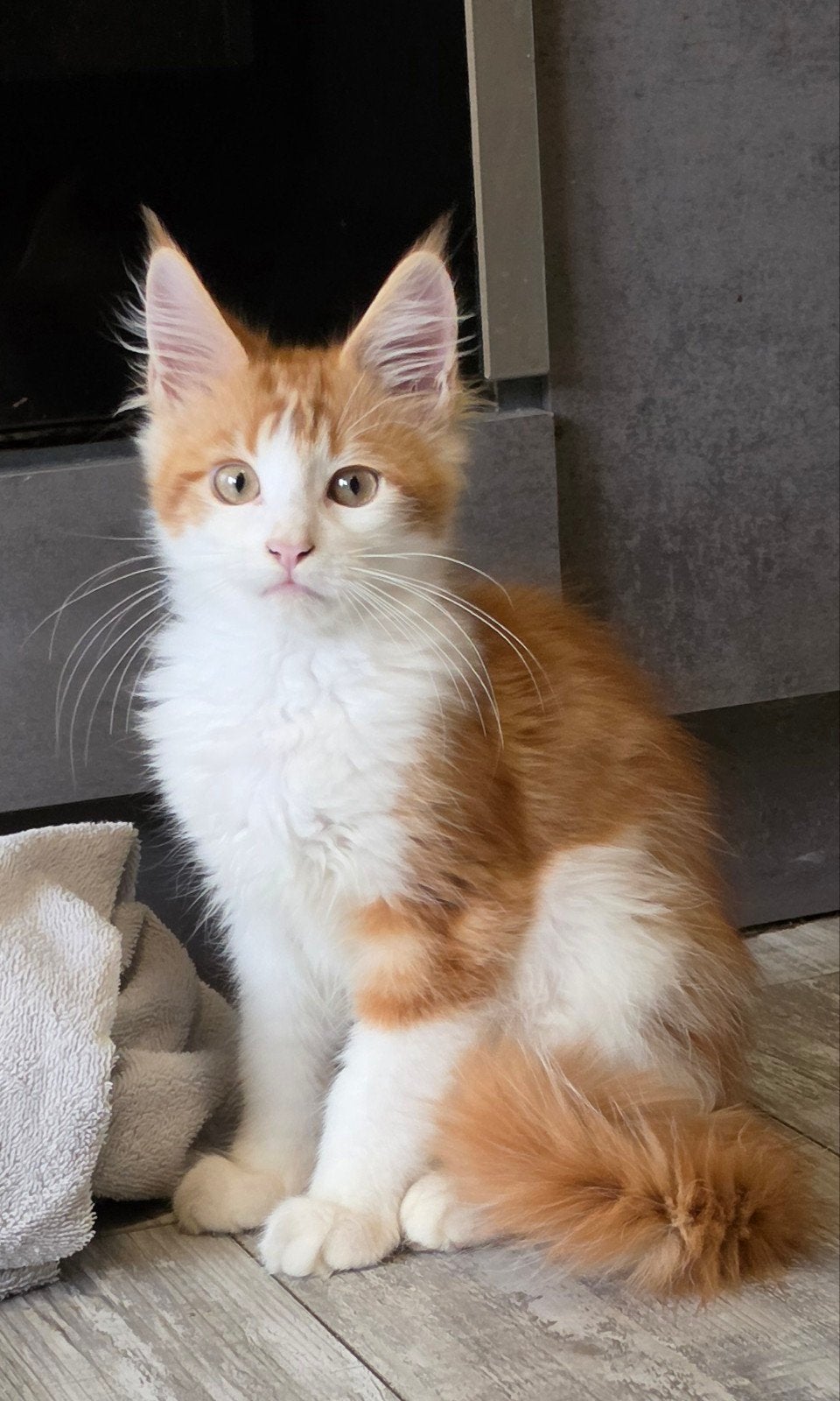 Maine coon kitten xxl rasecht, Meerdere dieren, Ontwormd, 0 tot 2 jaar