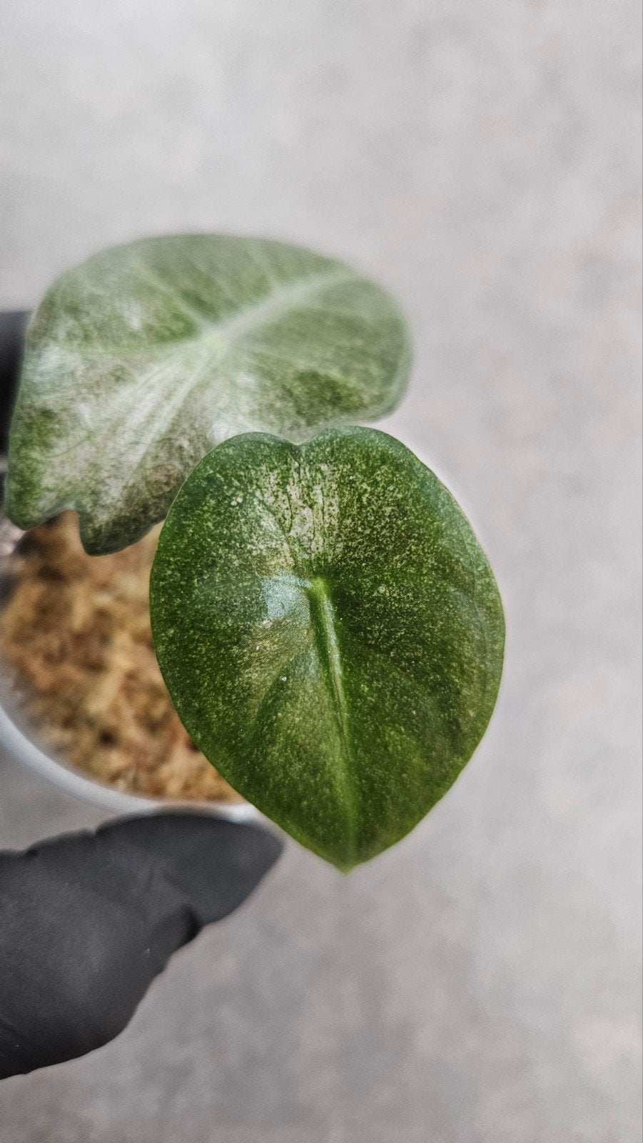 Alocasia 'Pink Dragon' Stardust Variegata, Ophalen of Verzenden, Halfschaduw, Minder dan 100 cm