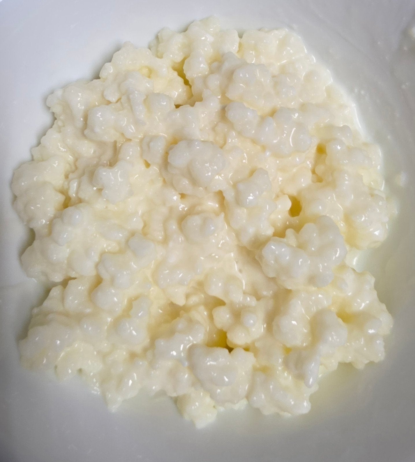 Melkkeffir korrels kefirkorrels, Ophalen