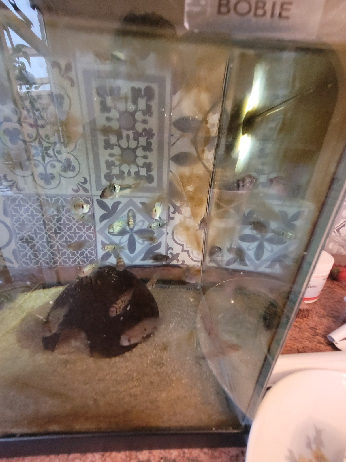 blauwe acara, Dieren en Toebehoren, Vissen | Aquariumvissen, Vis