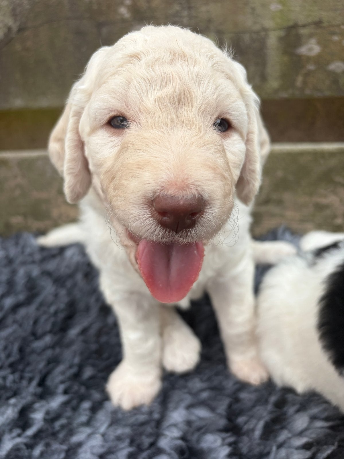 Goldendoodle F1b pups, Dieren en Toebehoren, Honden | Niet-rashonden, Parvo, 8 tot 15 weken, Groot, Meerdere
