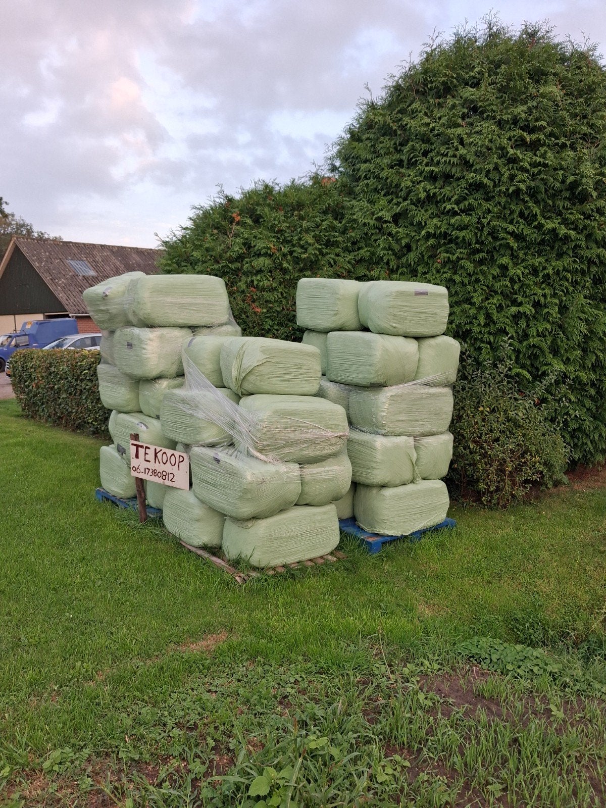 te koop, Dieren en Toebehoren, Ophalen of Verzenden, Vee