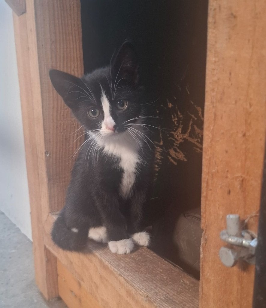 kittens, opgegroeid op een boerderij, Meerdere dieren, Ontwormd, 0 tot 2 jaar