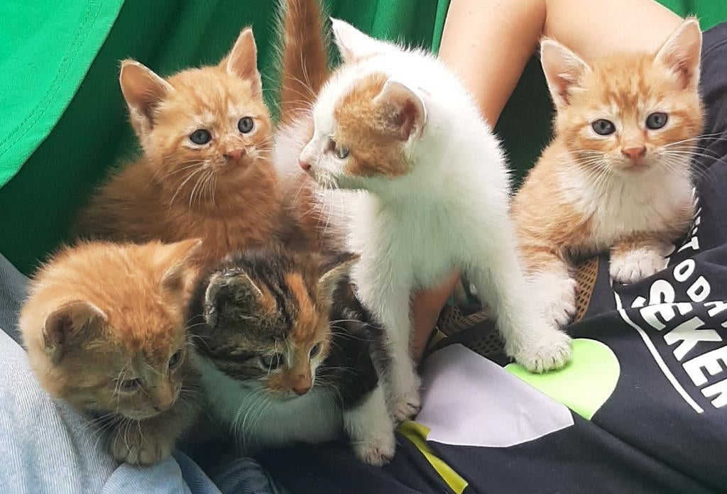 Mooie kittens - gereserveerd, Meerdere dieren