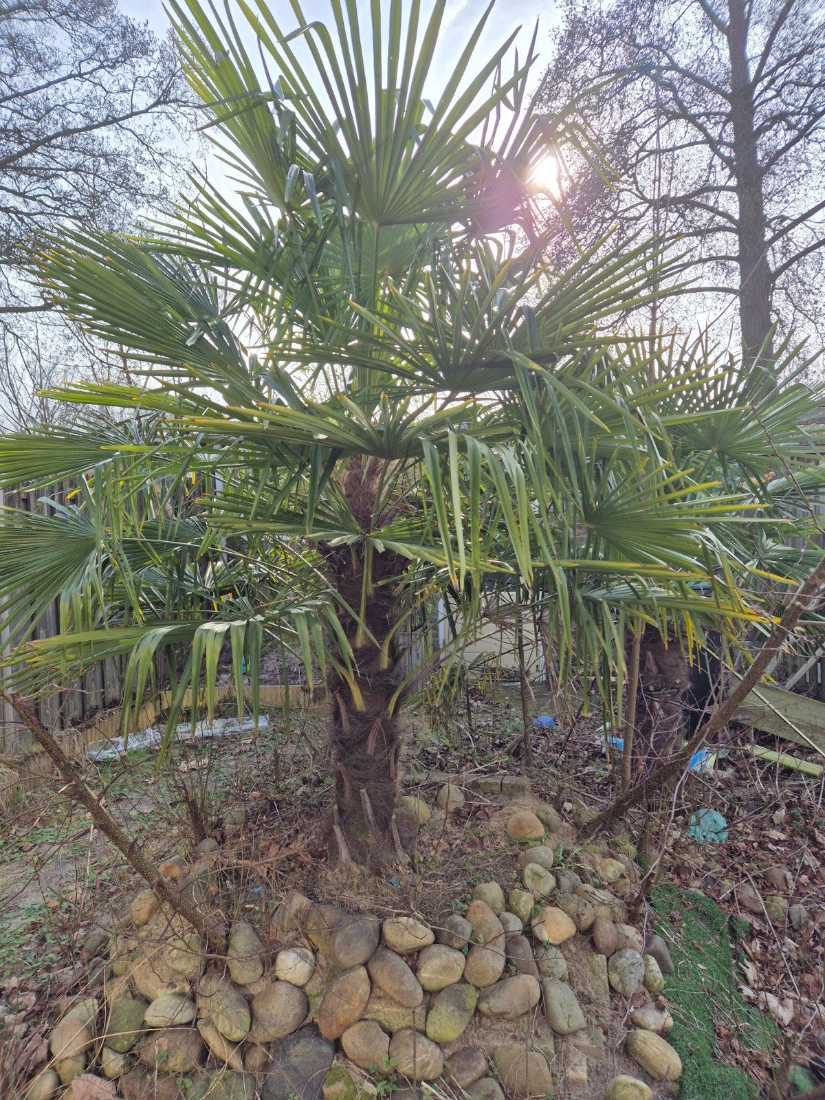 Twee mooie palmbomen. Zelf uitgraven., Tuin en Terras, Planten | Bomen, Ophalen