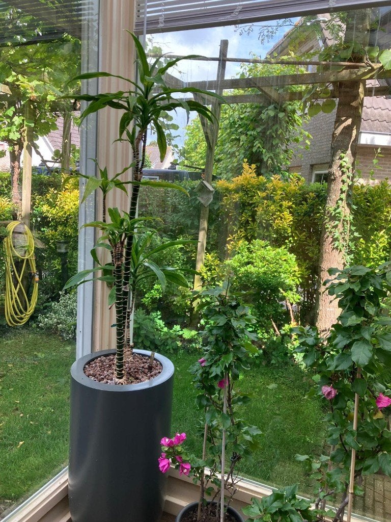 Hydrocultuur plantenbakken, Ophalen, Kunststof, Gebruikt, Balkon