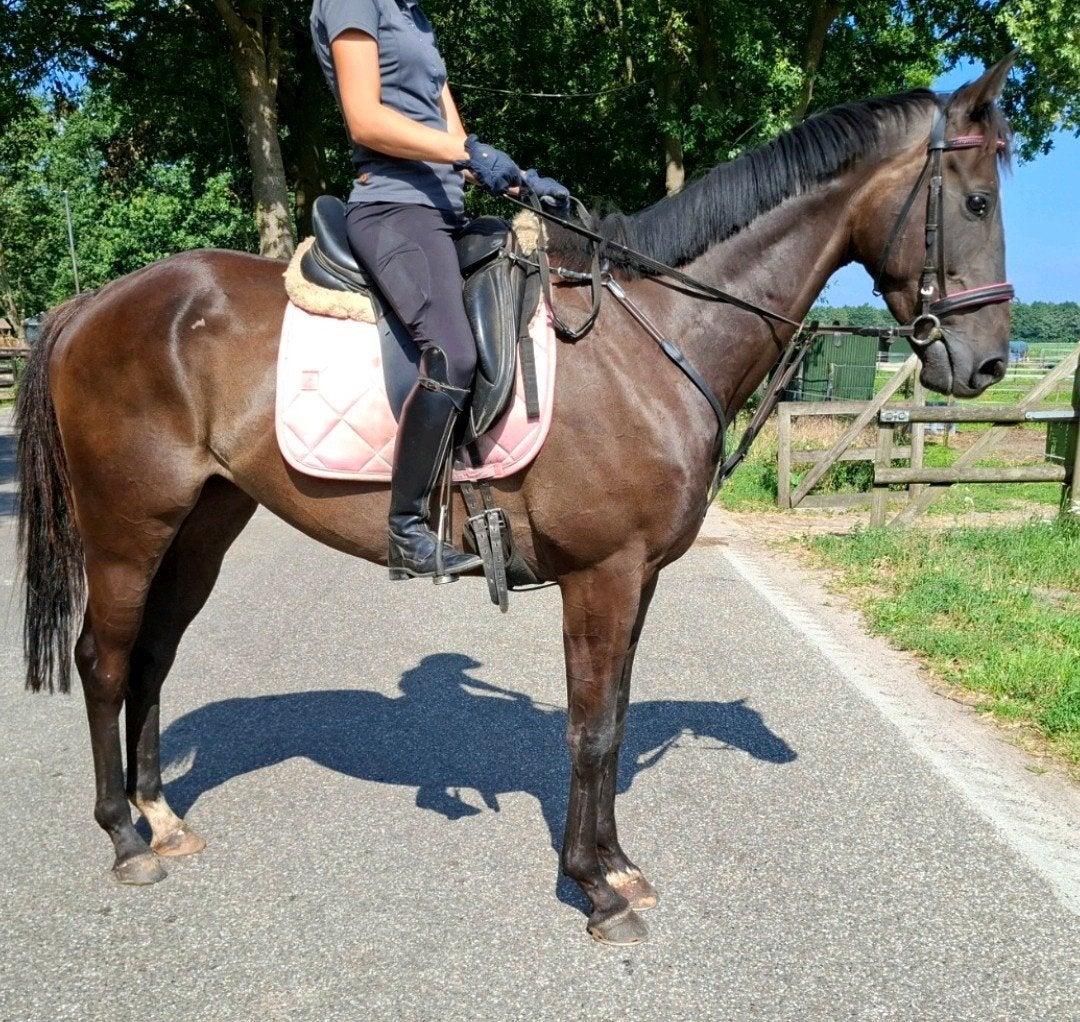 Topbrave 5 jr recreatie-manege ruin 1,67 mtr, Ruin, 3 tot 6 jaar, 160 tot 165 cm, Recreatiepaard