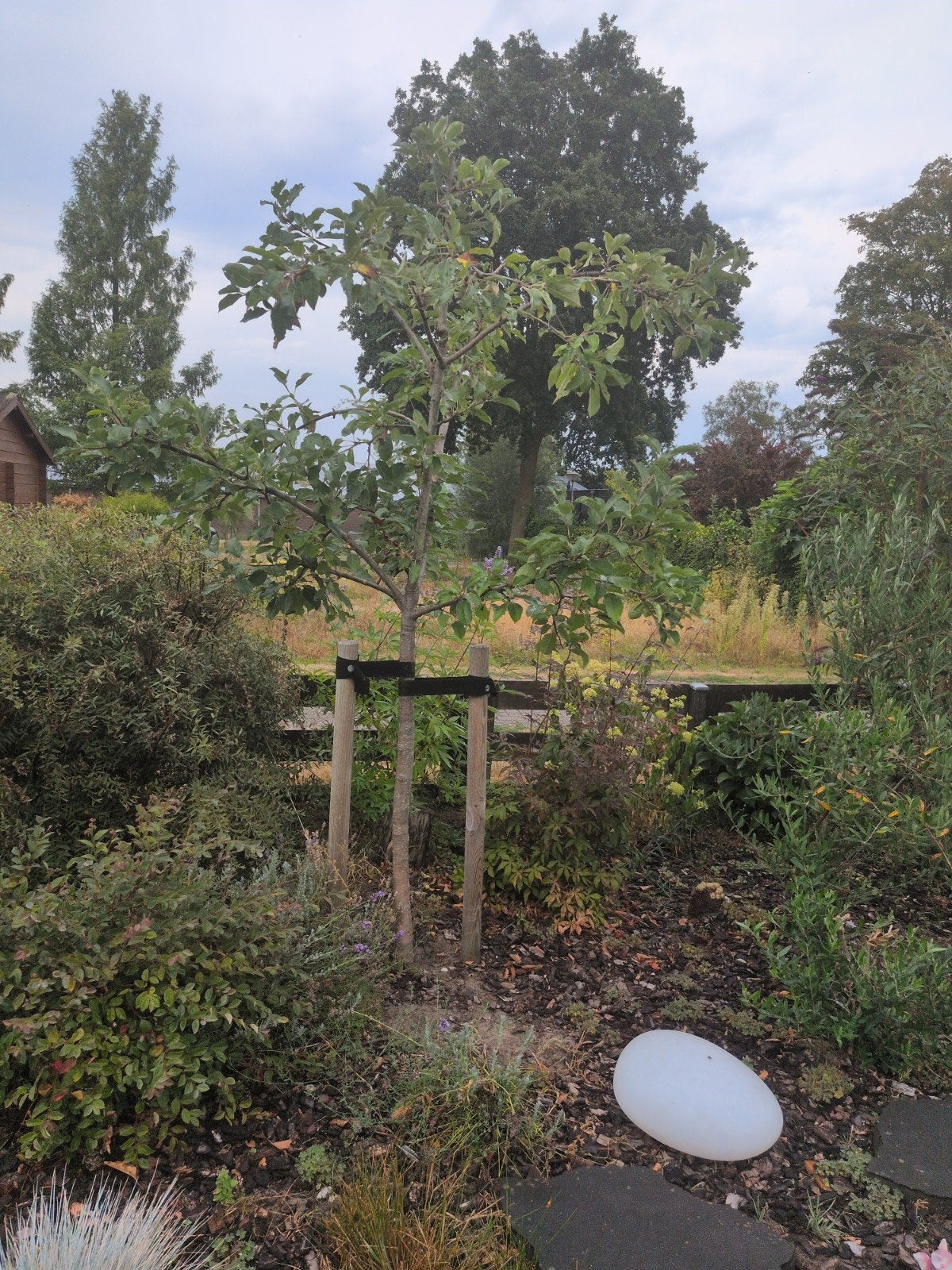 Appelboom met heerlijke appels, Overige soorten, Lente, 100 tot 250 cm, Ophalen