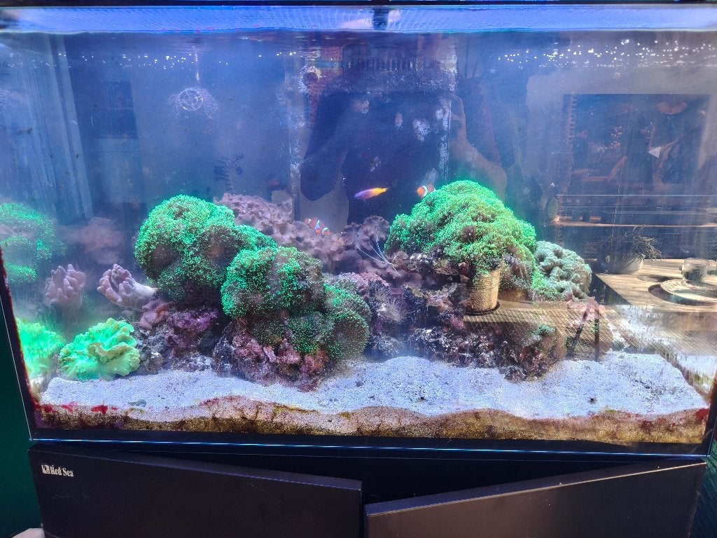 Red sea reefer aquarium, Ophalen, Red Sea, Gebruikt, Pomp