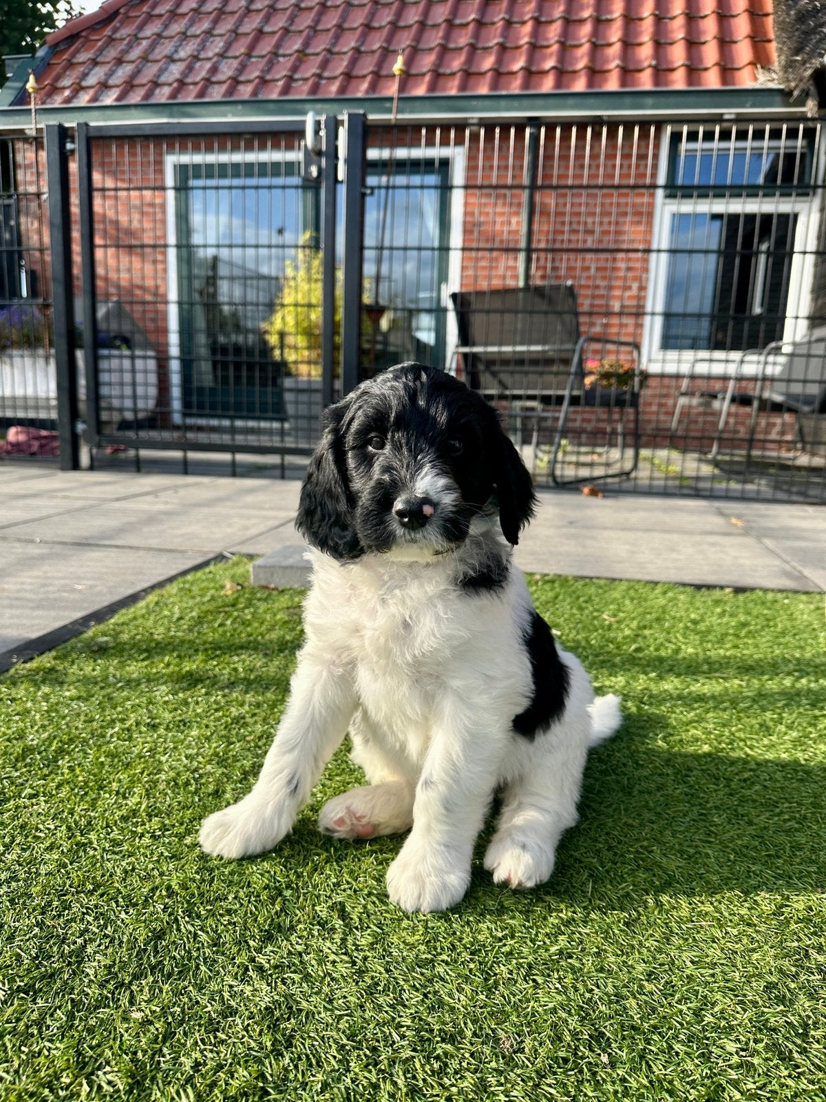 Duitse Stadoodle F2 reu Buddy - Kruising labradoodle, CDV (hondenziekte), 8 tot 15 weken, Eén hond, Nederland