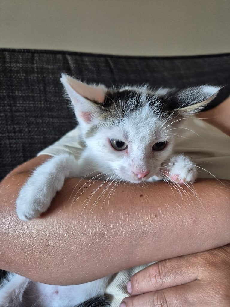 lief katertje 10wk in huis gewend met kinderen kattebakzind, Kater, Kortharig, 0 tot 2 jaar