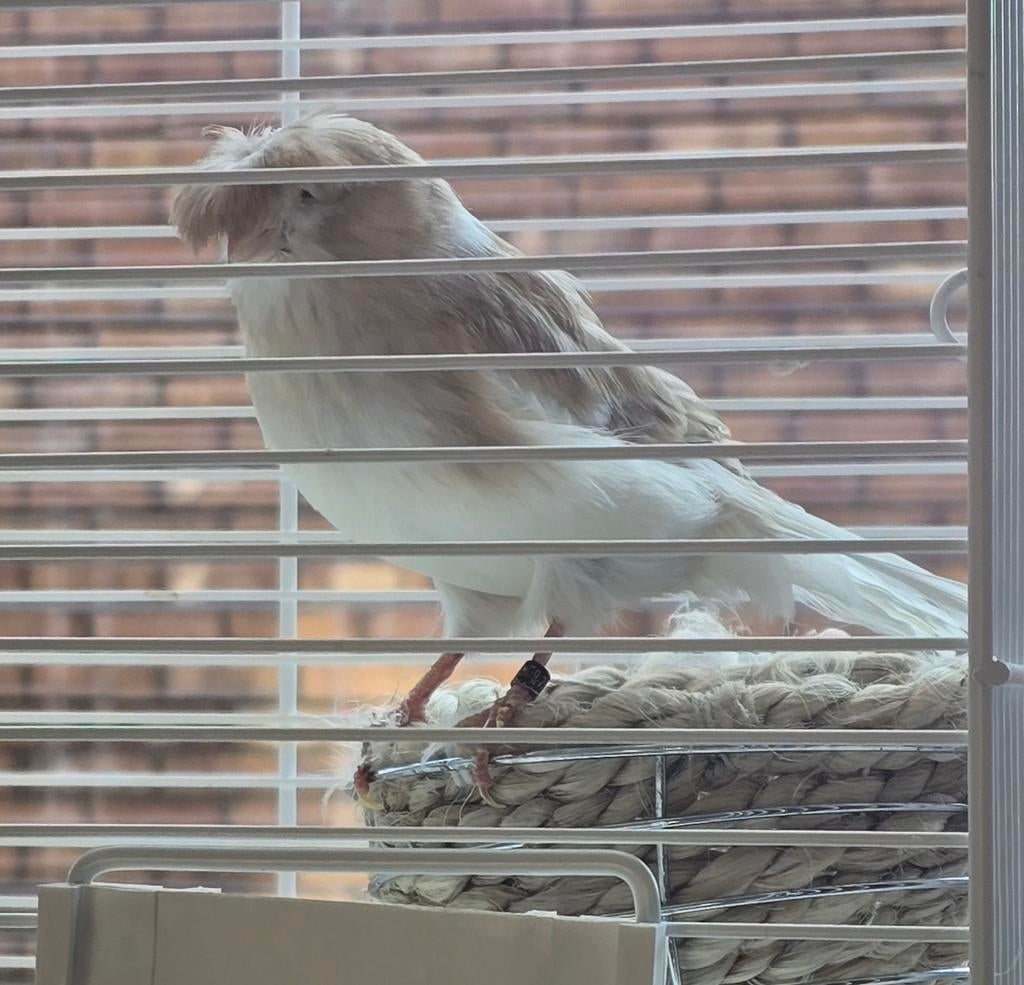 Gloster Crested canary ready to make eggs, Couple ️, Dieren en Toebehoren, Vogels | Overige Vogels, Meerdere dieren