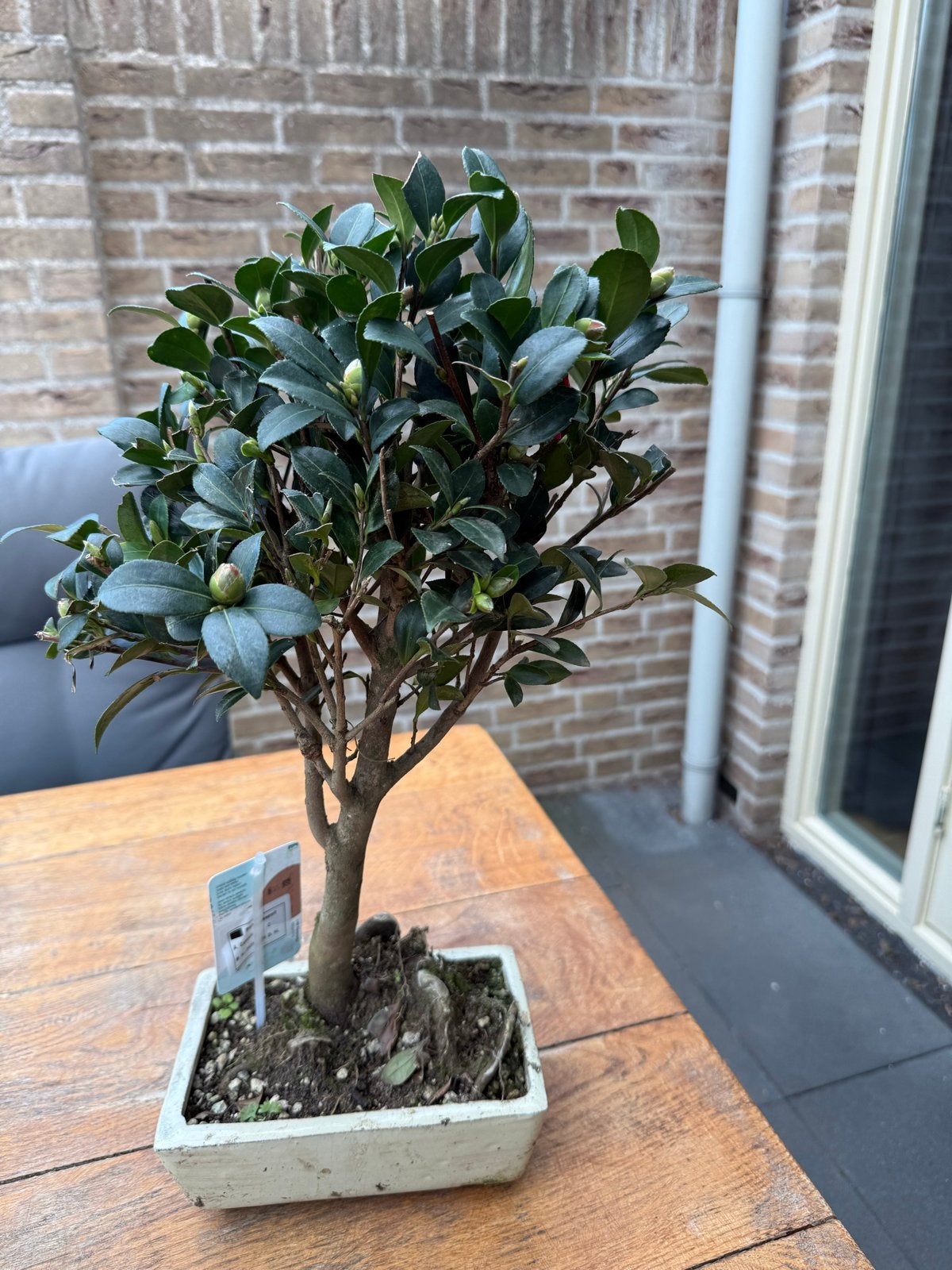 Camellia Bonsai met bloem, Ophalen of Verzenden, Winter, Vaste plant, Halfschaduw