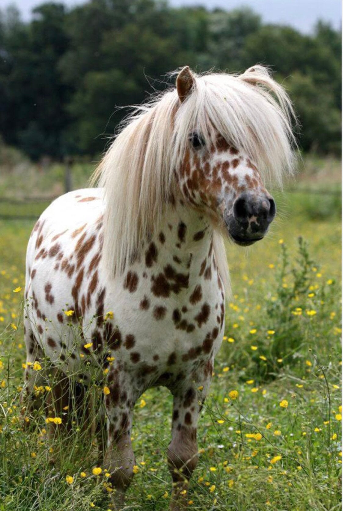 Gezocht ponys        Ponys gezocht, Dieren en Toebehoren