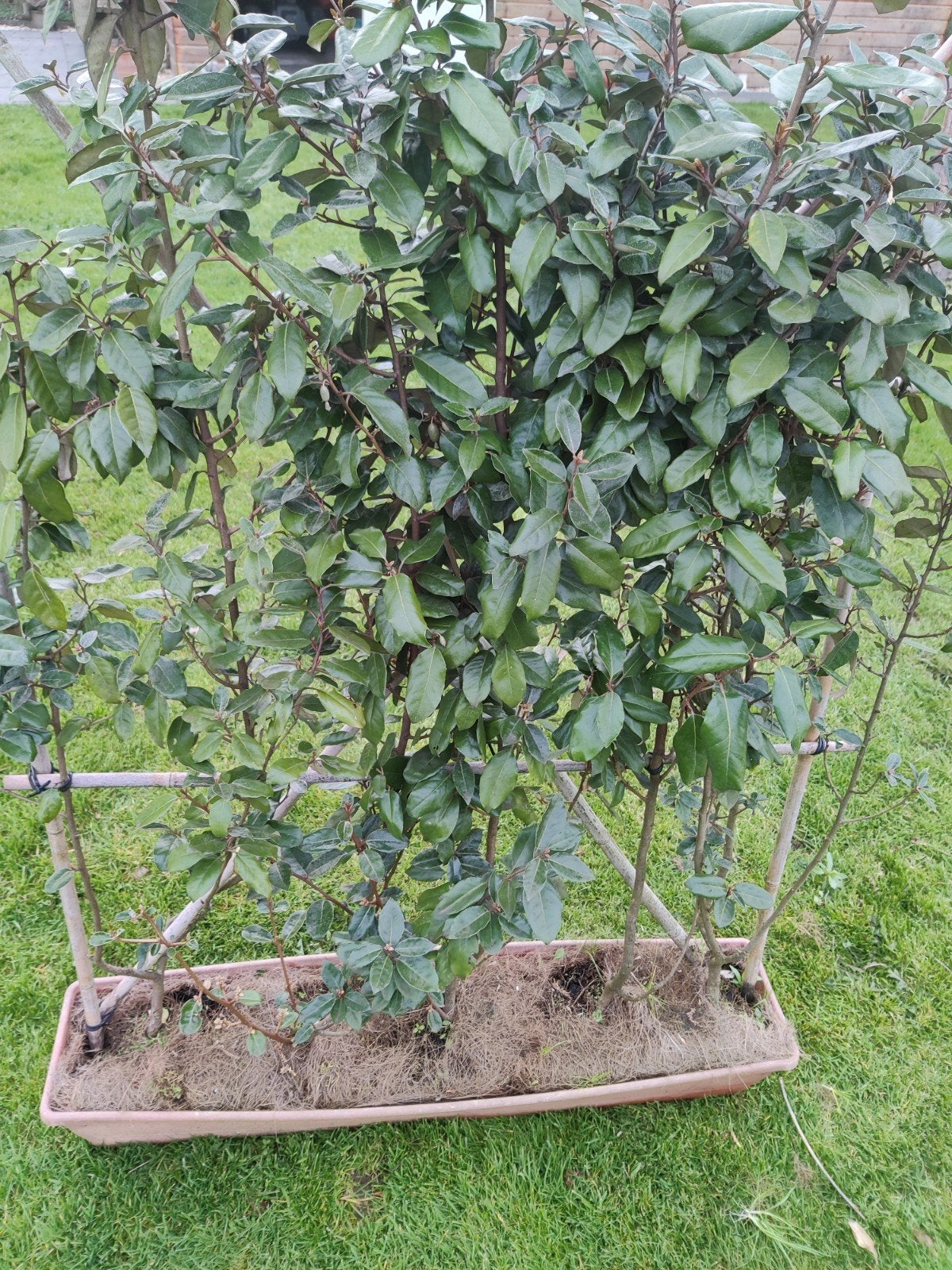 Olijfwilg | Elaeagnus ebbingei 100-120cm, Ophalen of Verzenden, Overige soorten, 100 tot 250 cm