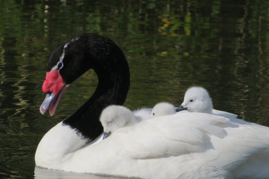 zwarthalszwaan, Dieren en Toebehoren, Meerdere dieren, Gans of Zwaan