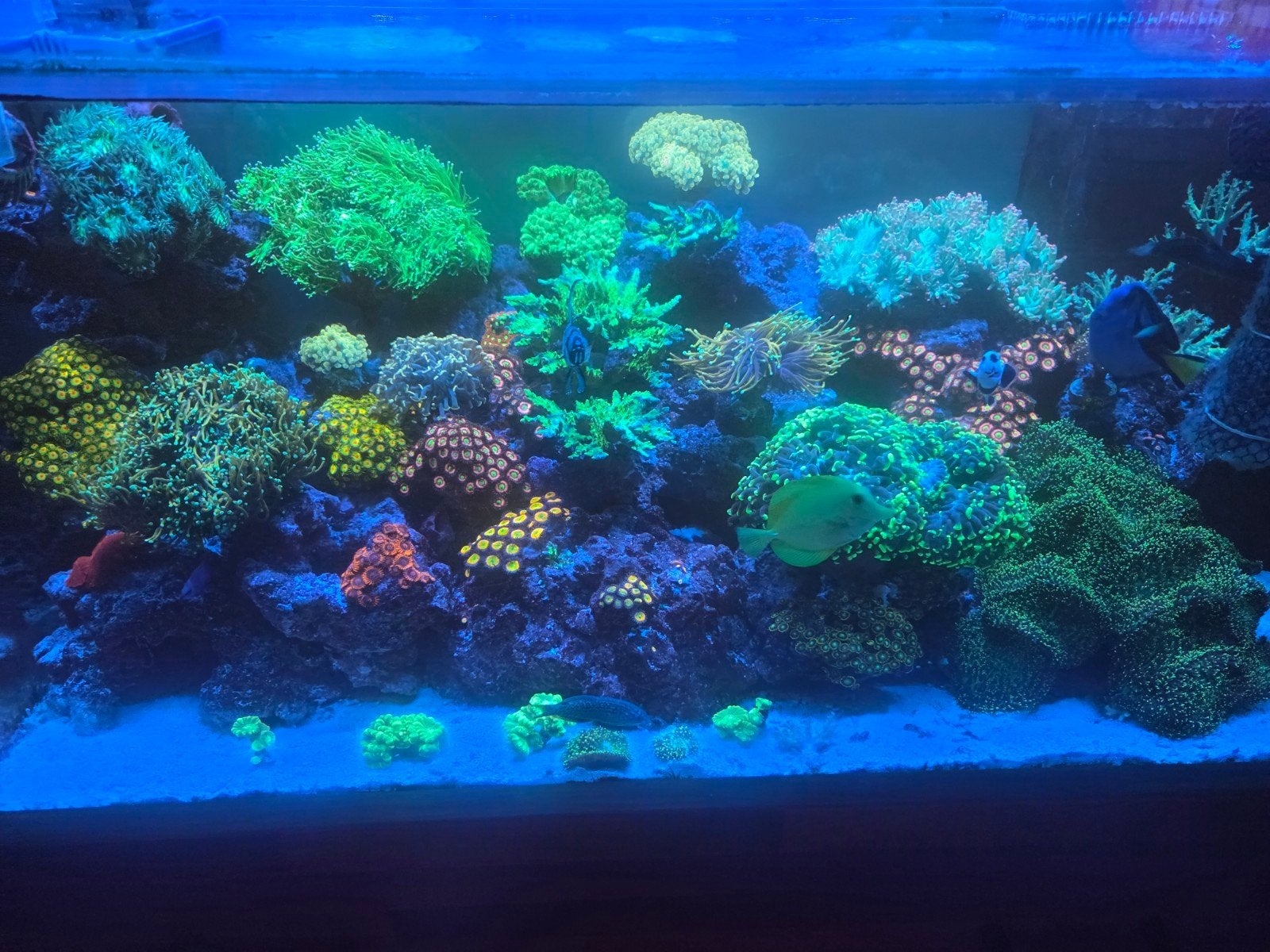 koraaltjes te koop, Slak of Weekdier, Zoutwatervis