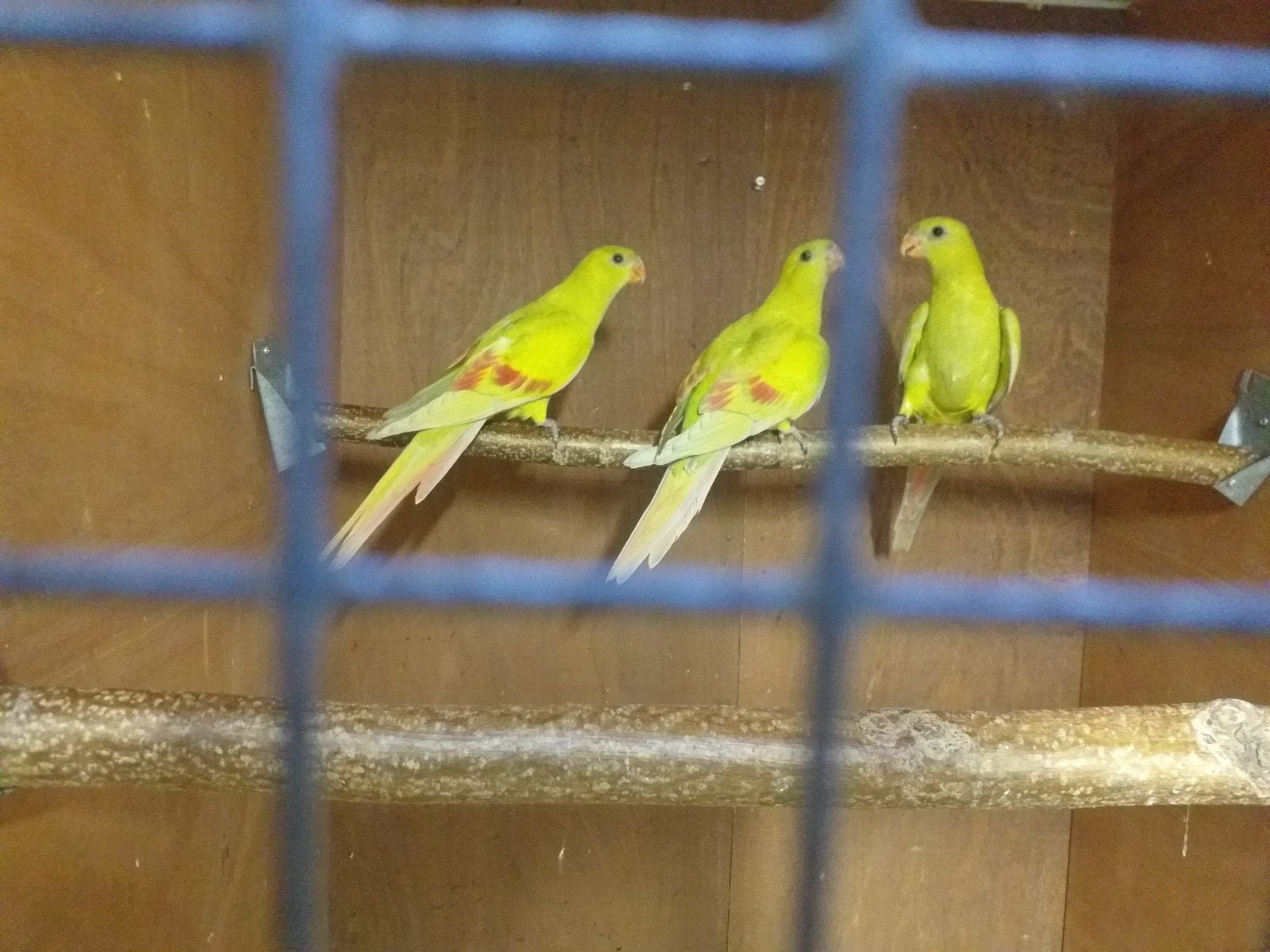 Pastel  bergparkieten van Dit jaar 3stuks, Geslacht onbekend