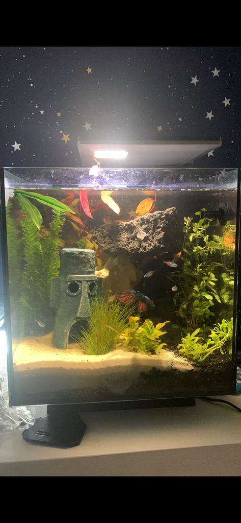Qubic 30 aquarium SUPERFISH 30 liter, Dieren en Toebehoren, Ophalen, Zo goed als nieuw, Leeg aquarium