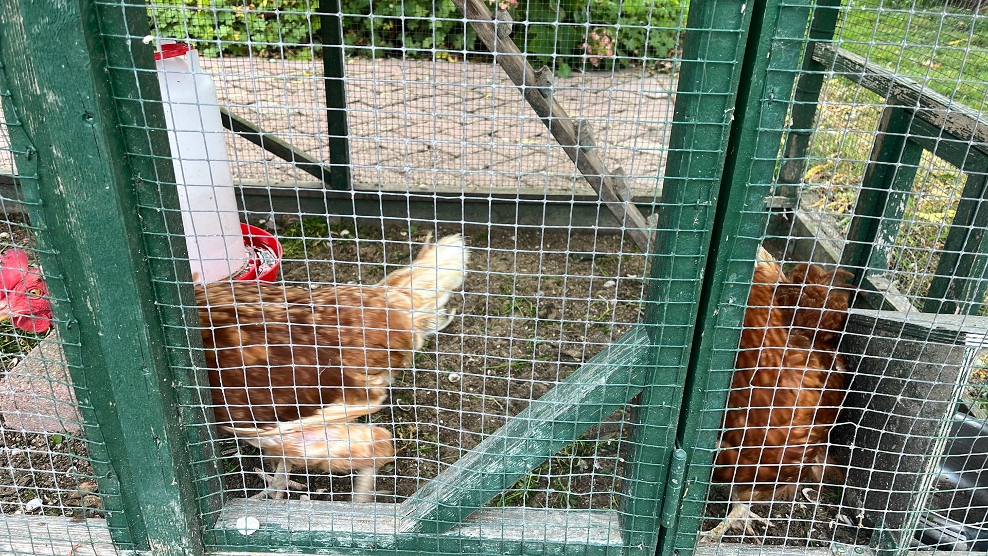 Gratis af te halen 2 kippen, Ophalen, Gebruikt, Kippenhok of Kippenren