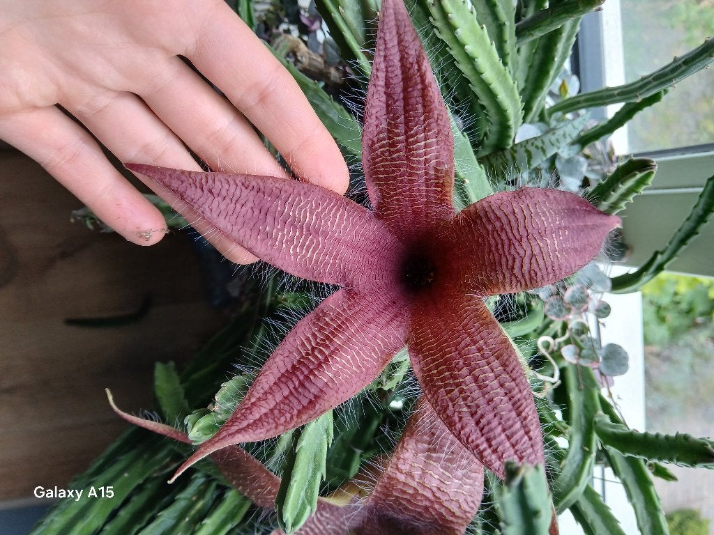 Stapelia grandiflora & huernia schneideriana, Ophalen of Verzenden, Cactus, Halfschaduw, Minder dan 100 cm