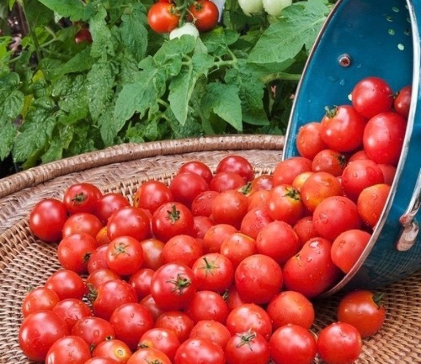 Tomaten plantjes, Ophalen, Minder dan 100 cm, Overige soorten, In pot