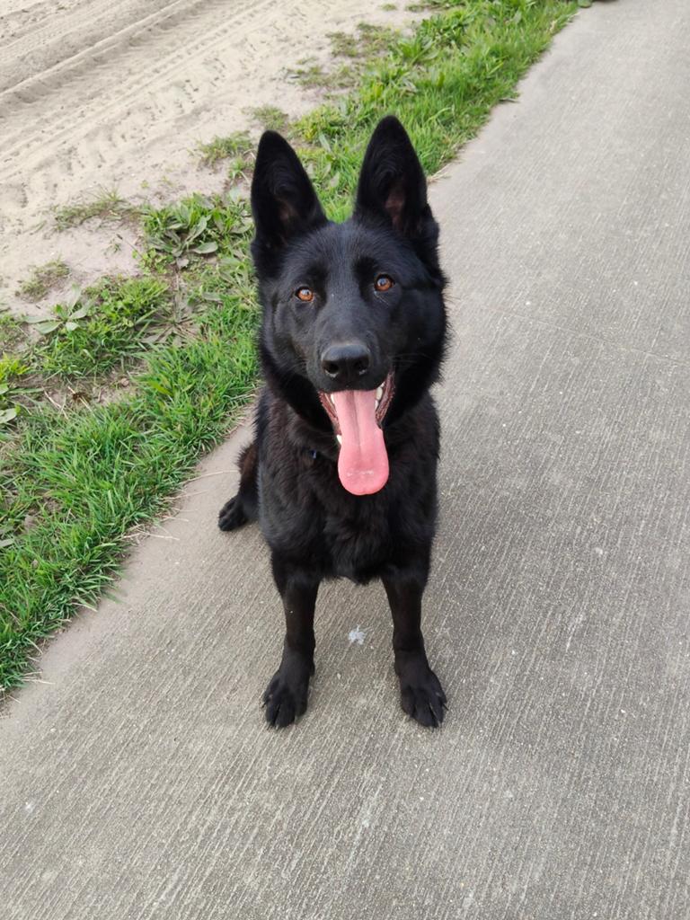 Duitse herder teef, Dieren en Toebehoren, Honden | Herdershonden en Veedrijvers, 15 weken tot 1 jaar, Teef, Parvo, Eén hond