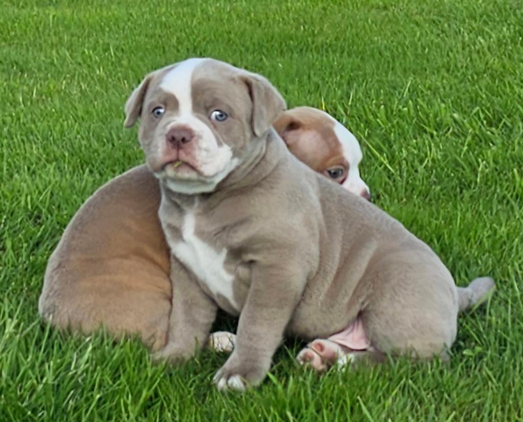 Prachtige Old English Bulldog pup reu, 8 tot 15 weken, Meerdere, Nederland, Particulier