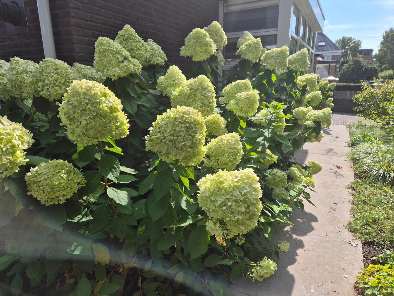 6 grote hortensia's (Annabelle), Ophalen