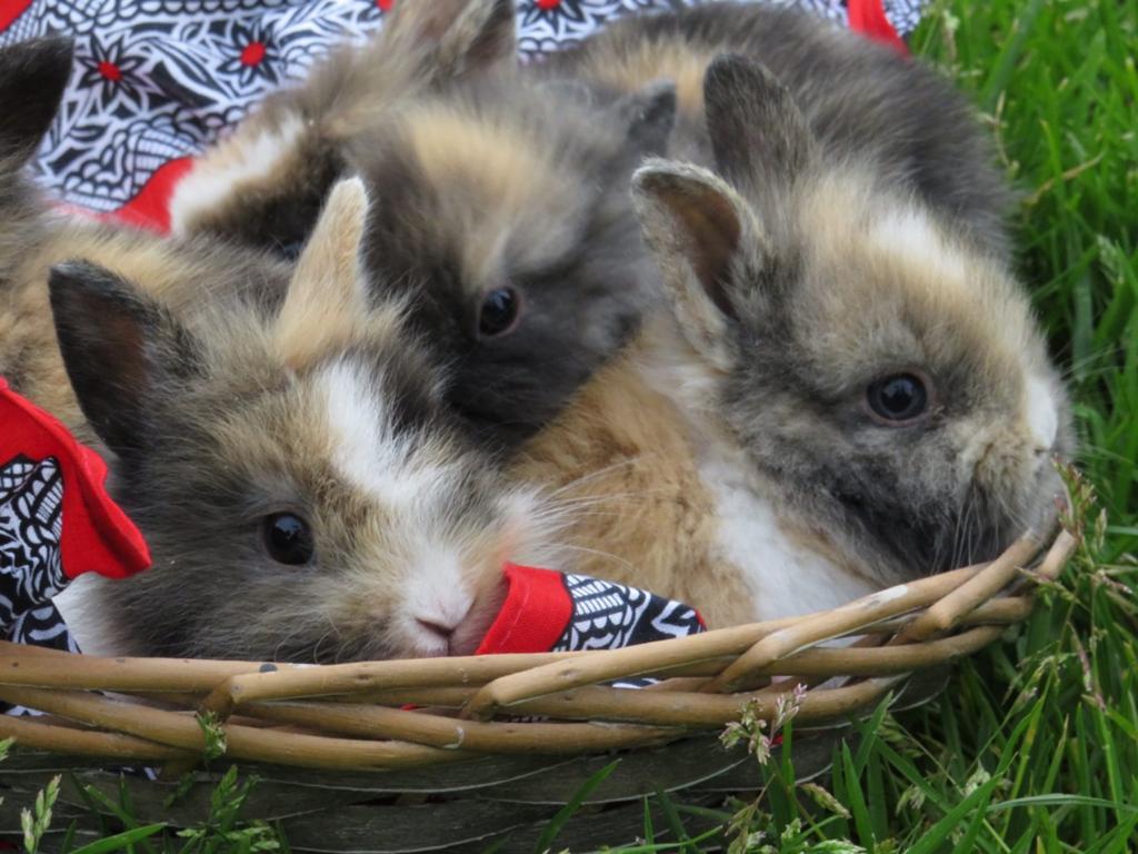 Konijnen 7 stuks, Dieren en Toebehoren, Konijnen, Geslacht onbekend, Middelgroot, 0 tot 2 jaar