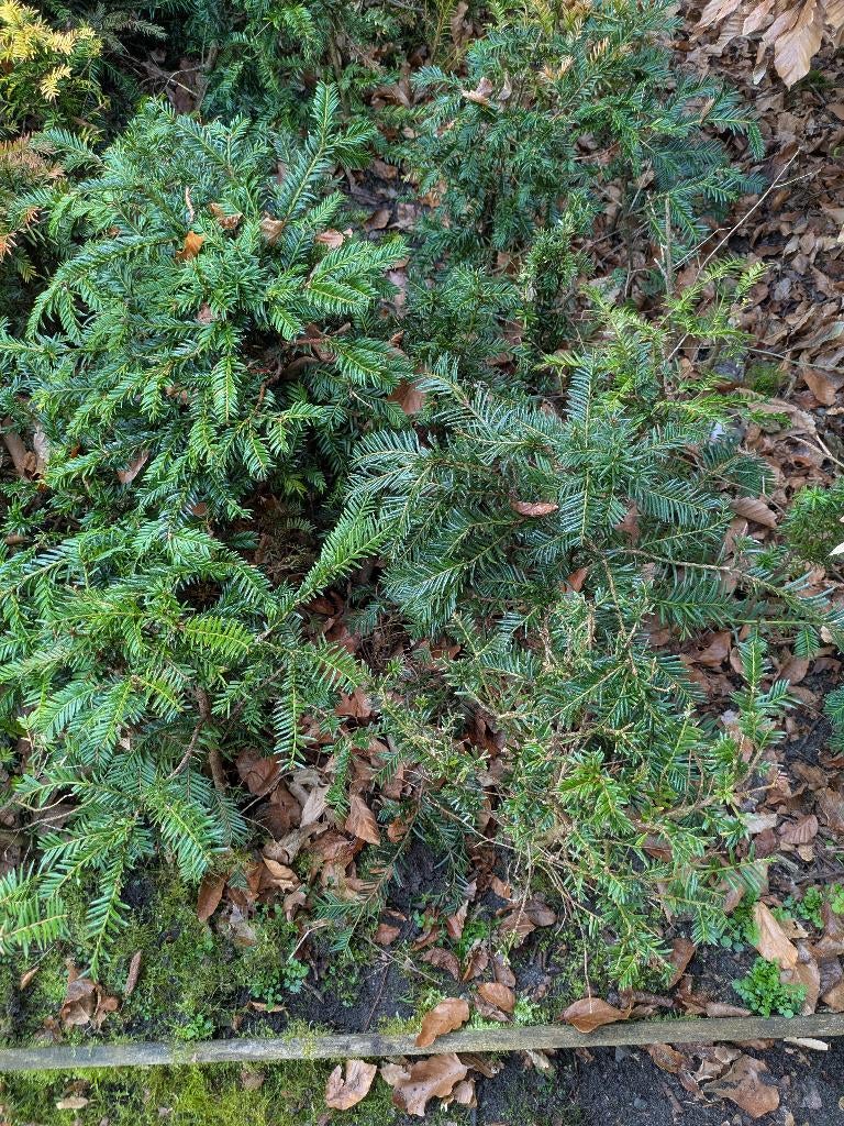 Taxusstruikjes, Ophalen, Taxus, Struik, Minder dan 100 cm