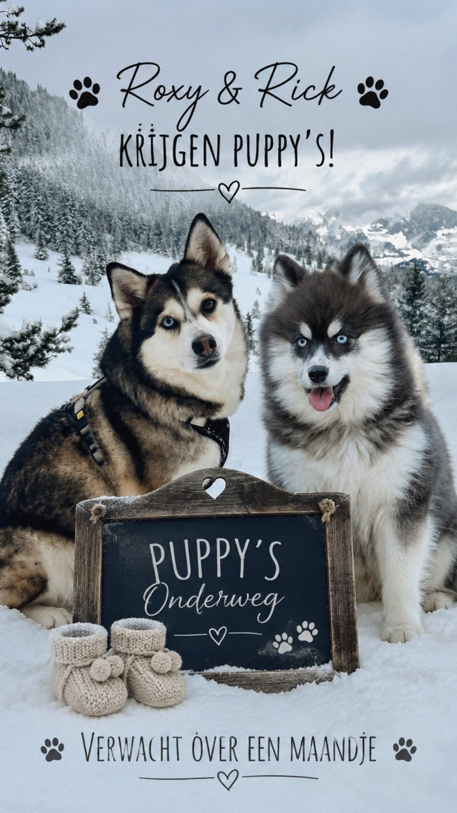 Onze lieve Pomsky verwacht eind juni een prachtig nestje, Dieren en Toebehoren, Honden | Poolhonden, Keeshonden en Oertypen, Parvo
