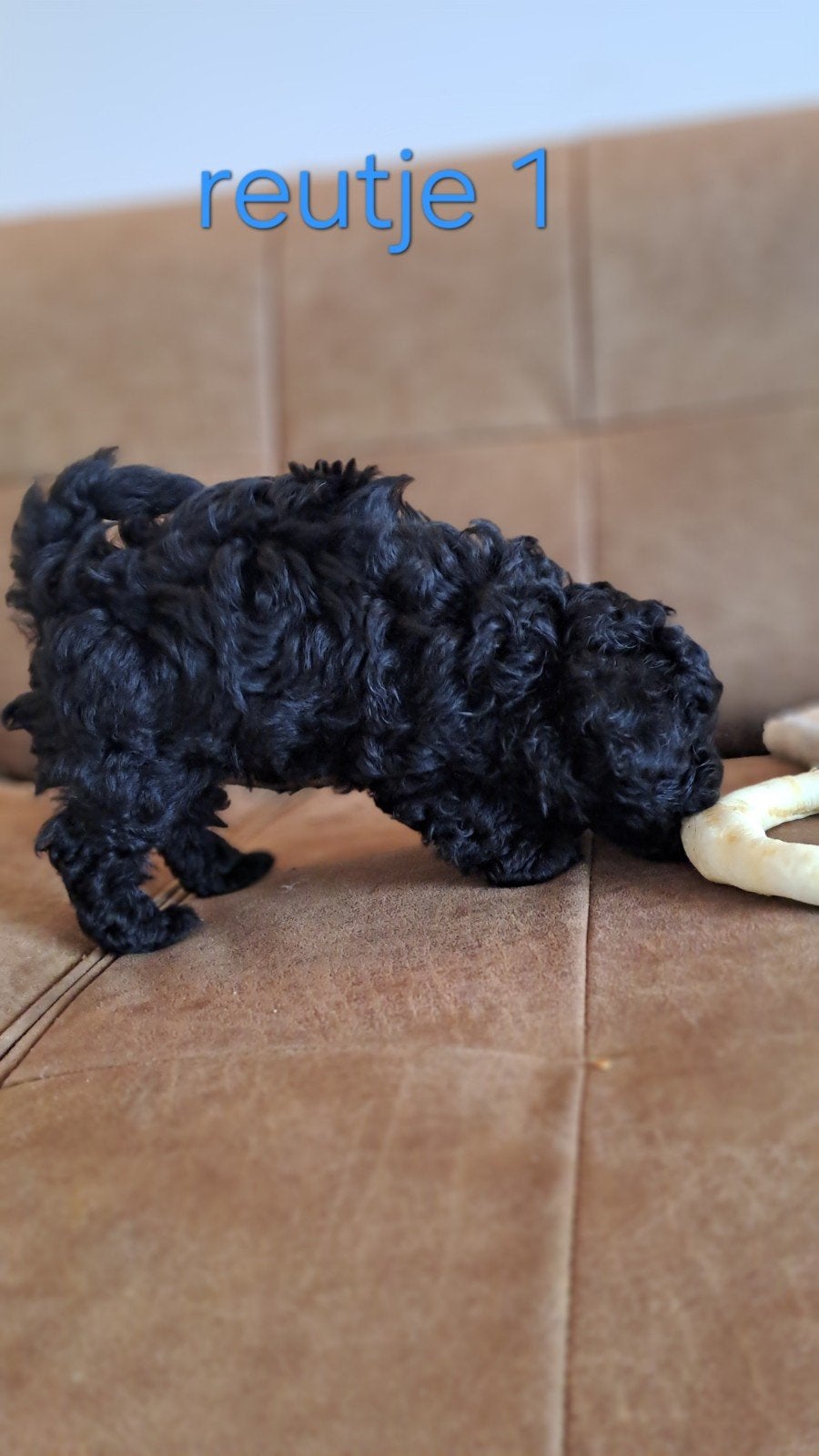 ️ 🐾💙💙EXCLUSIEVE KLEINBLIJVENDE YORKIPOO PUPS️ 💙💙, Overige rassen, 8 tot 15 weken, CDV (hondenziekte), Meerdere