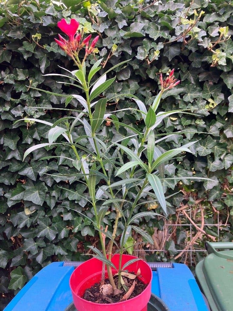 Mooie dieprode bloeiende Oleander - 60 cm hoog, Tuin en Terras, Volle zon, Vaste plant, Zomer, Ophalen