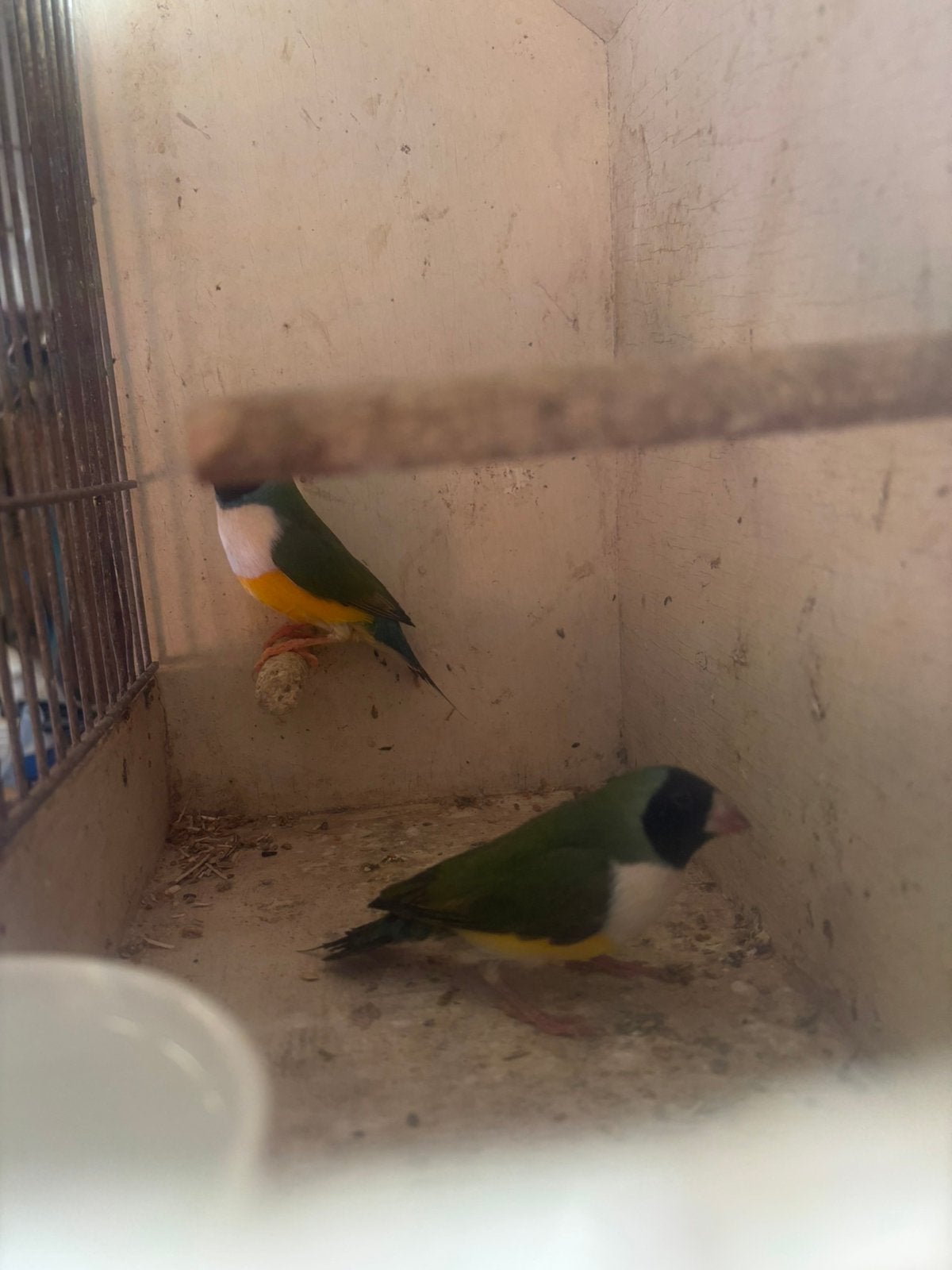 Koppen zwart kop wit borst gouldamadines, Dieren en Toebehoren, Vogels | Overige Vogels, Meerdere dieren, Tropenvogel