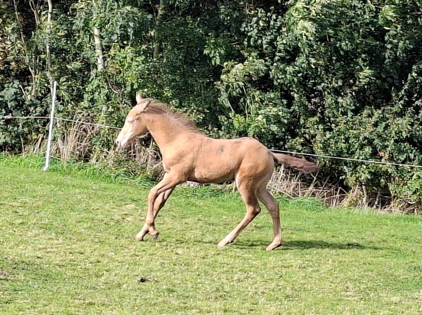 Homozygoot Amber Champagne hengst veulen, Dieren en Toebehoren, Minder dan 160 cm, Met stamboom, 0 tot 2 jaar, Hengst