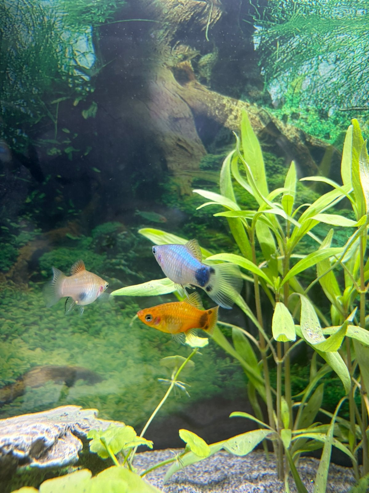 Baby Platy's te koop  4 stuks € 2,00, Dieren en Toebehoren, Vis, Zoetwatervis