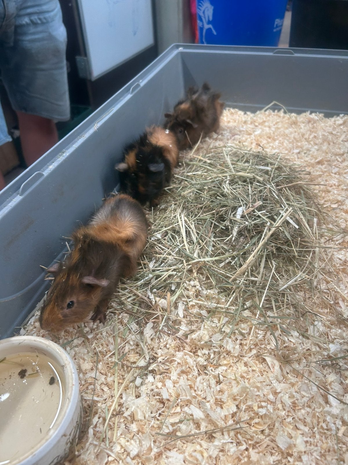 2 cavia vrouwtje, Dieren en Toebehoren, Cavia, Vrouwelijk, Tam, September