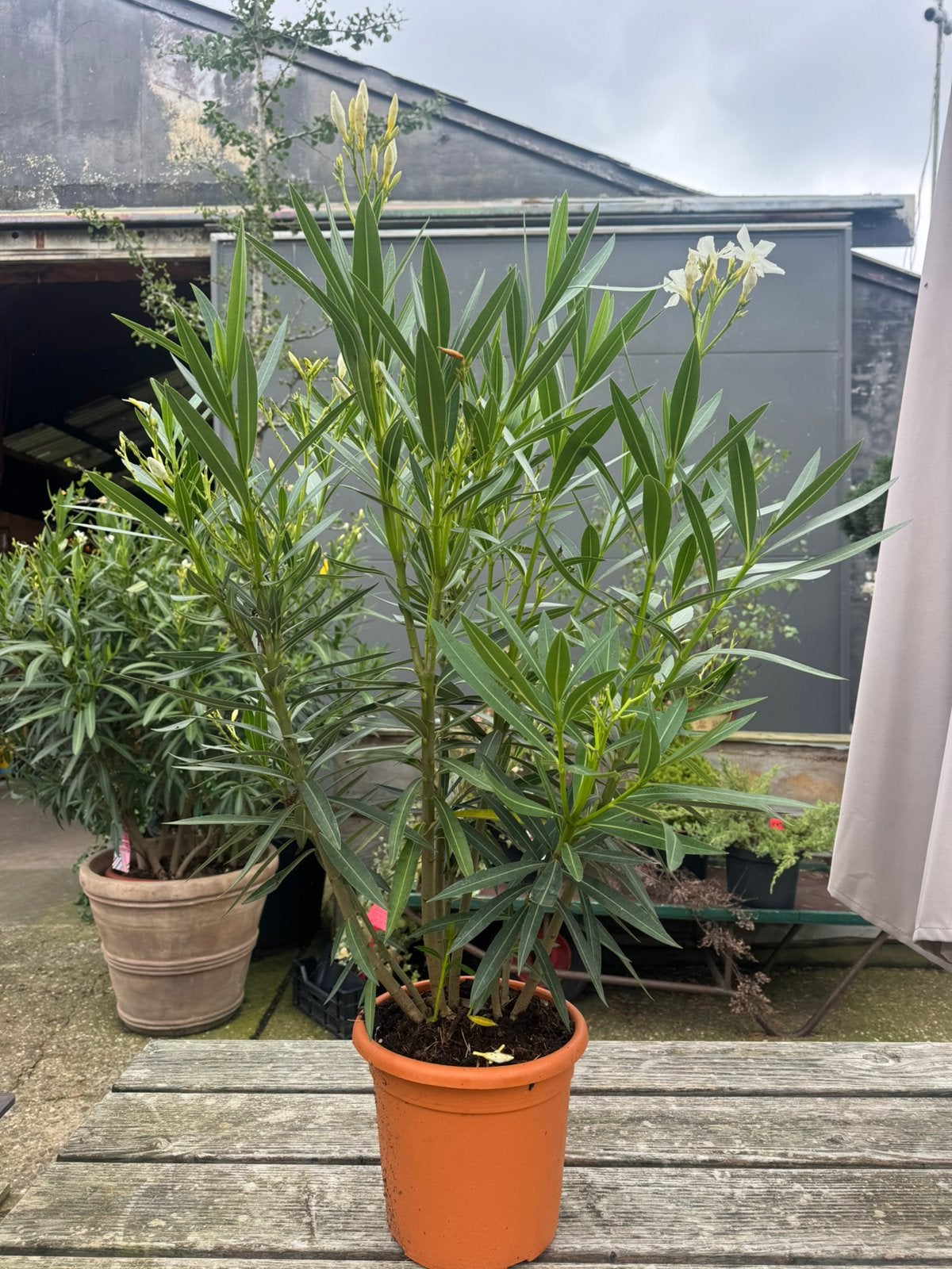Oleander nu 50% korting ! > €5,00!!!, Tuin en Terras, Ophalen, Overige soorten, Volle zon