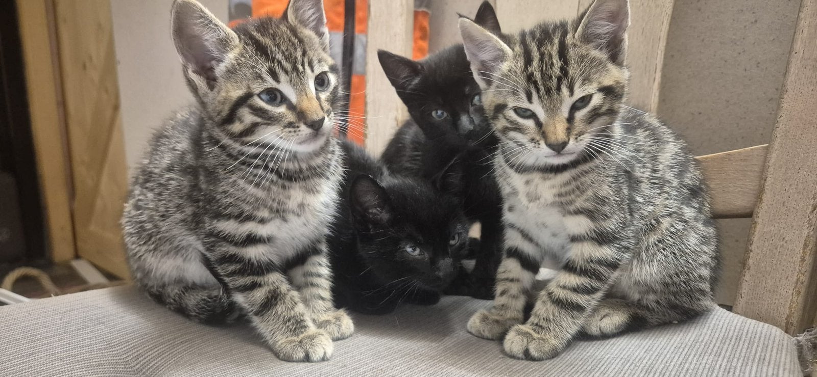 Boerderij kittens, Dieren en Toebehoren, Meerdere dieren, Ontwormd, 0 tot 2 jaar