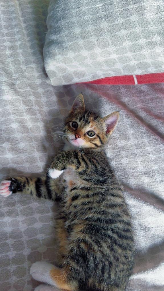 Prachtige Europese Korthaar kittens te koop, Meerdere dieren