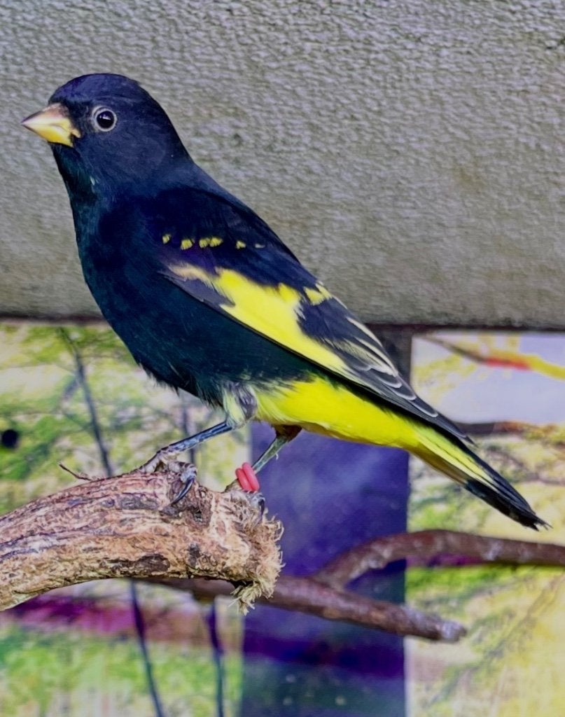 Zwarte sijs, Dieren en Toebehoren, Mannelijk, Tropenvogel