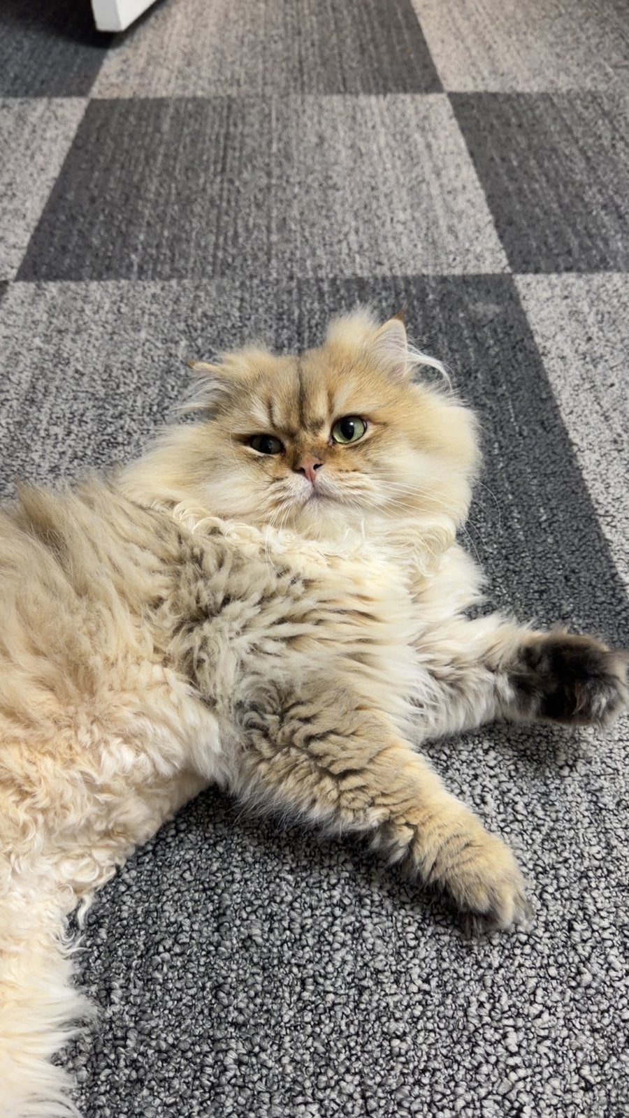 Brits langhaar dekkater ( niet voor koop), Dieren en Toebehoren, Kater, Ontwormd, 0 tot 2 jaar