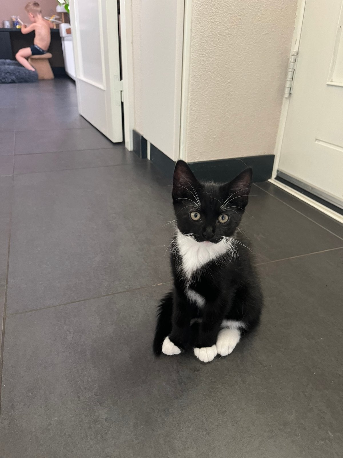 Lieve sociale kittens, Dieren en Toebehoren, Katten en Kittens | Overige Katten, Meerdere dieren
